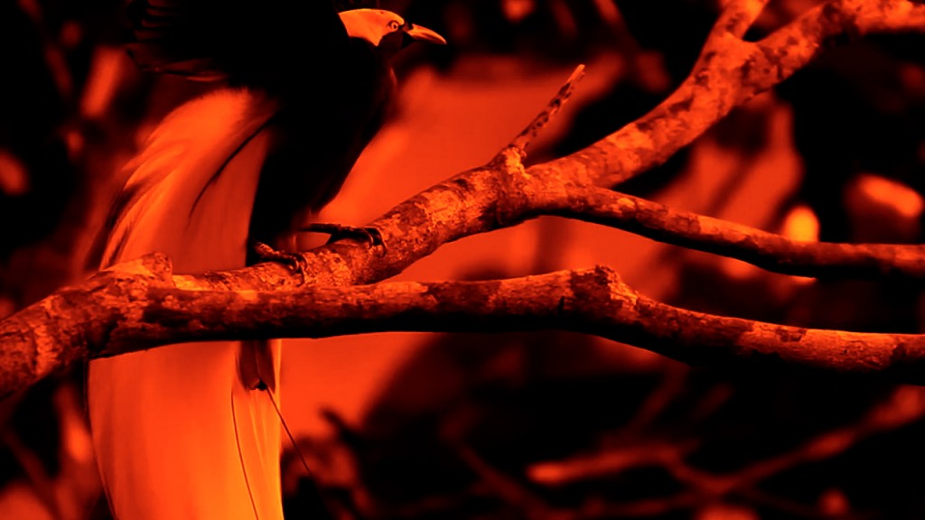 Vídeo HD, cor, som
Loop, 6:24 min