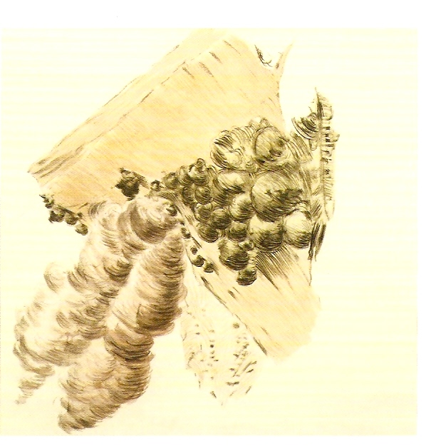 Aguarela sobre papel, 
63x66 cm