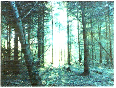 Lambda print s/ Diasec, C - Print s/ Diasec, 70 x 93 cm