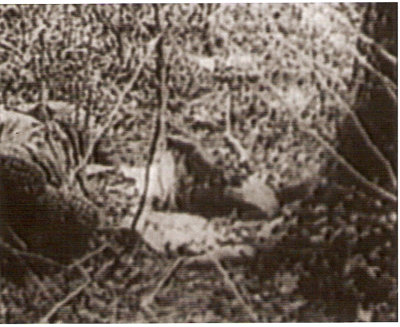 DV, PAL, imagem p/b, stereo, 9’